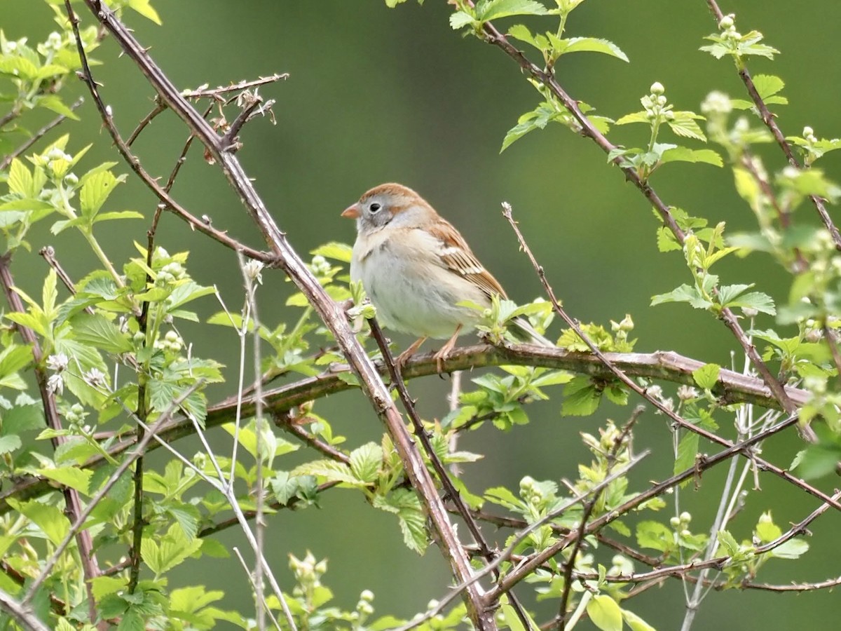 Field Sparrow - ML438321261