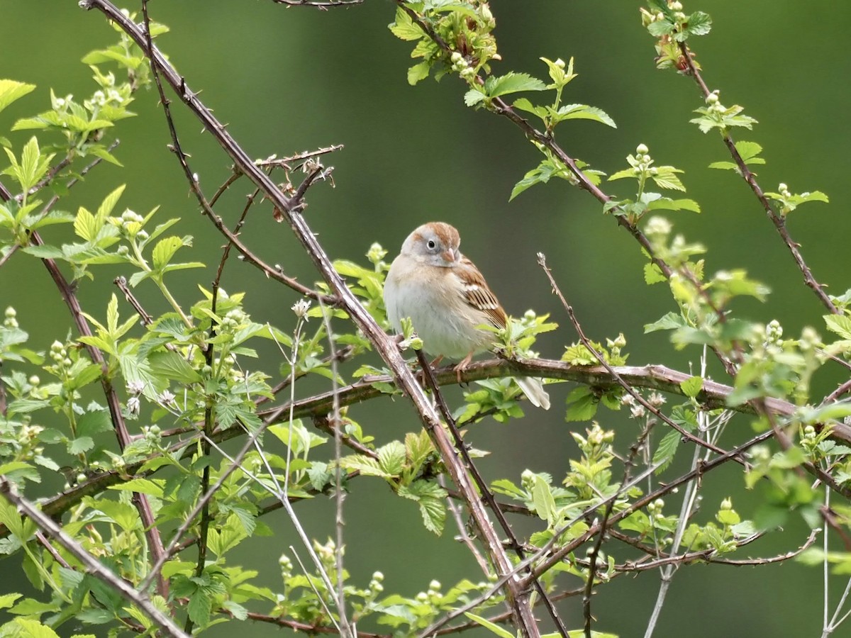 Field Sparrow - ML438321271