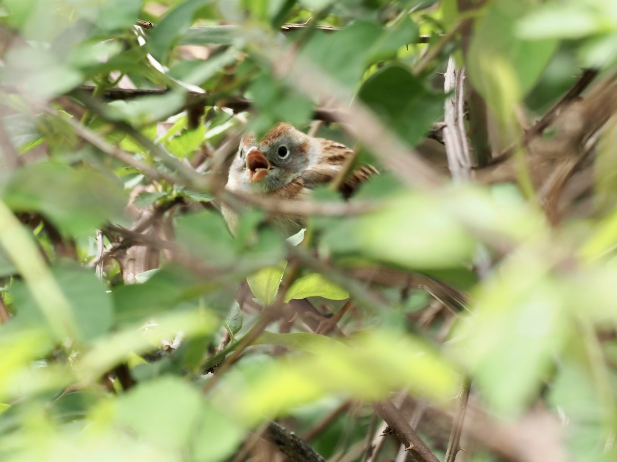 Field Sparrow - ML438321281