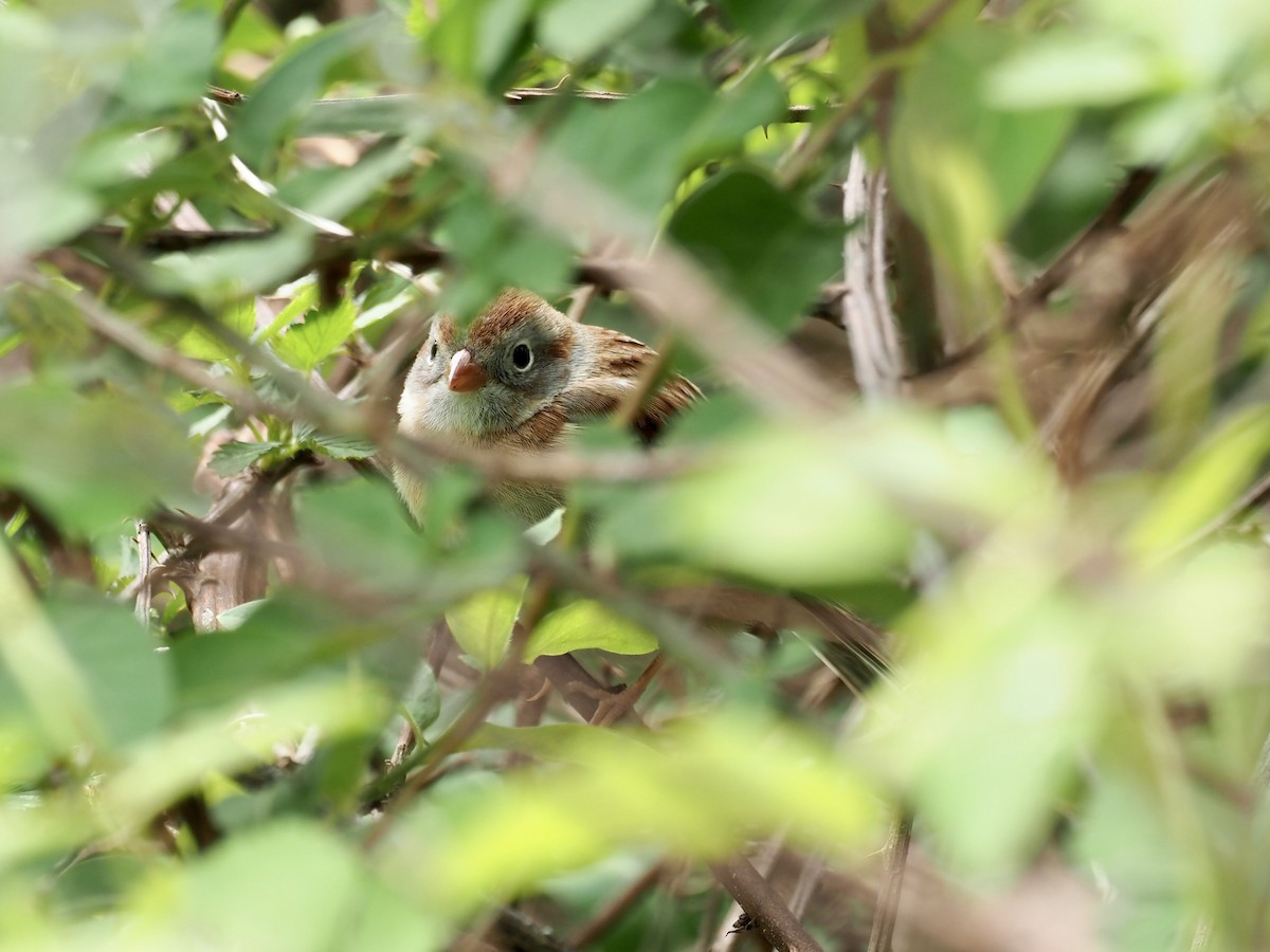 Field Sparrow - ML438321291