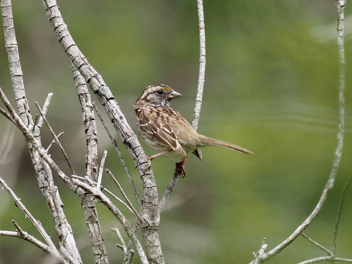 White-throated Sparrow - ML438321431