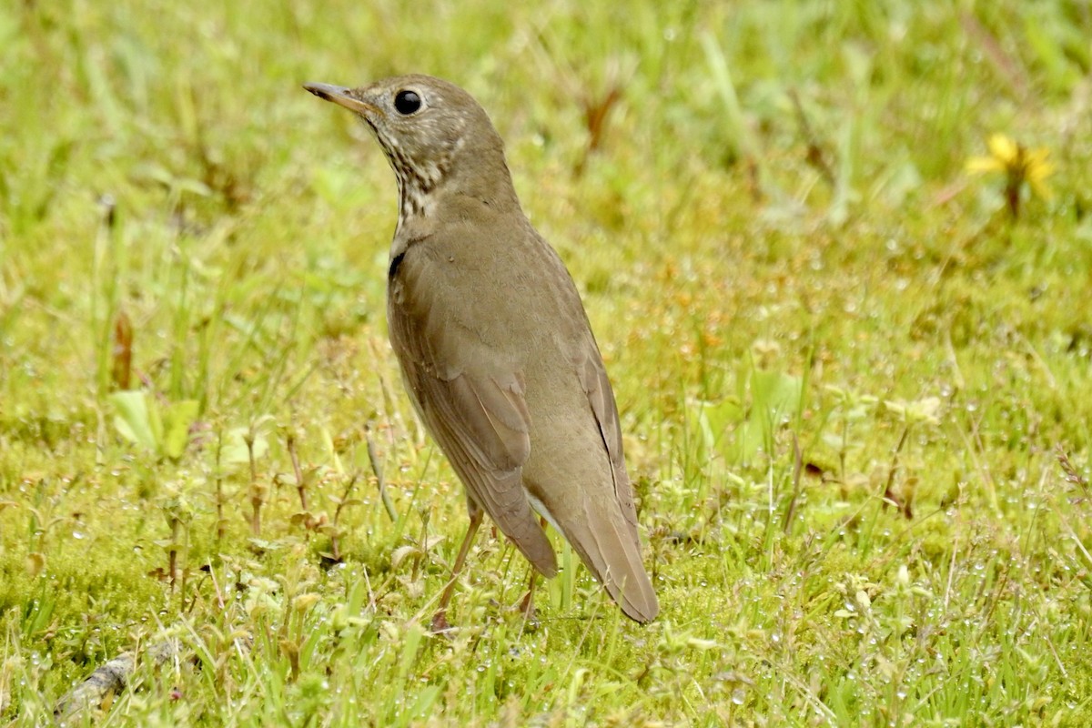 Swainson's Thrush - Nancy Clogston