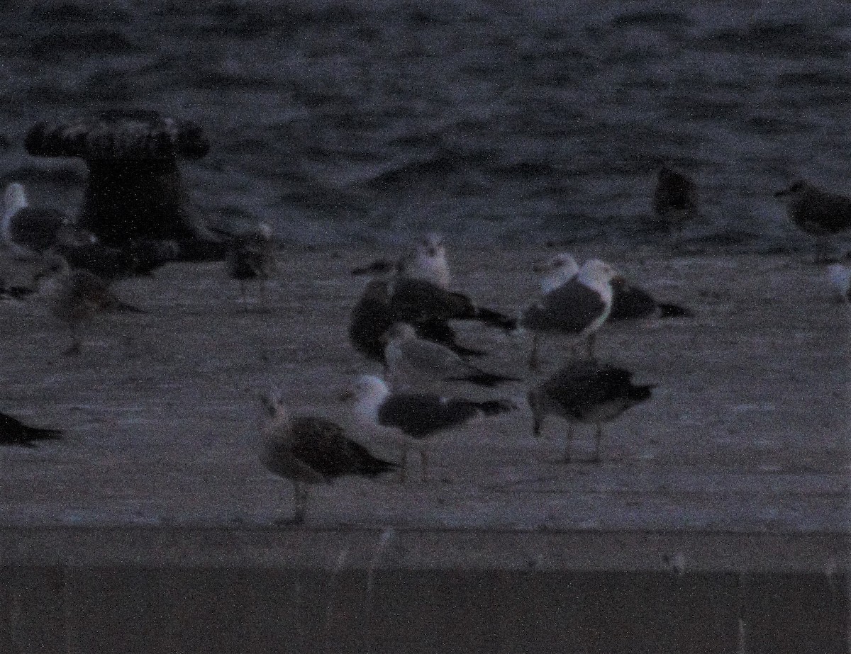 Ring-billed Gull - Manuel Ribeiro