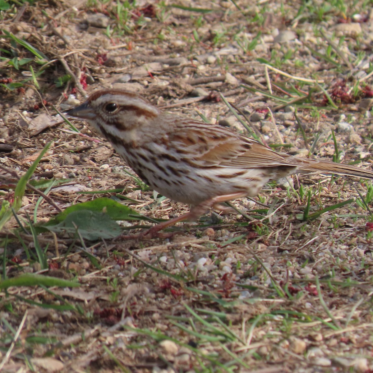 Song Sparrow - ML438323781