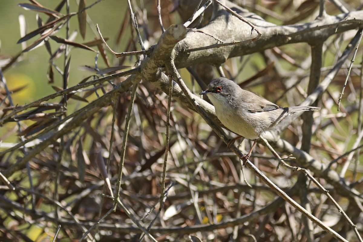 Sardinian Warbler - ML438326101