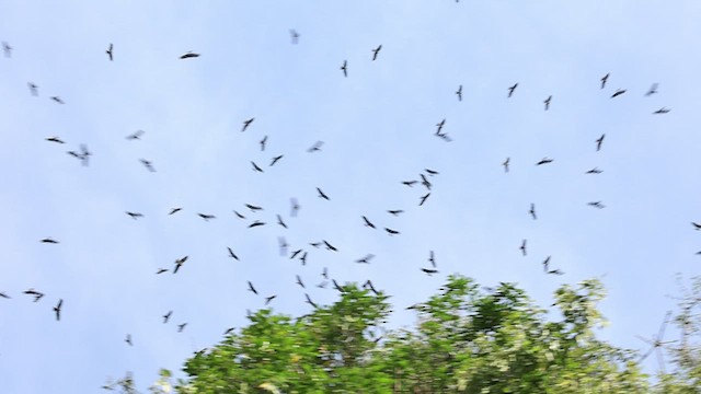 黑鳶(黑耳) - ML438326391