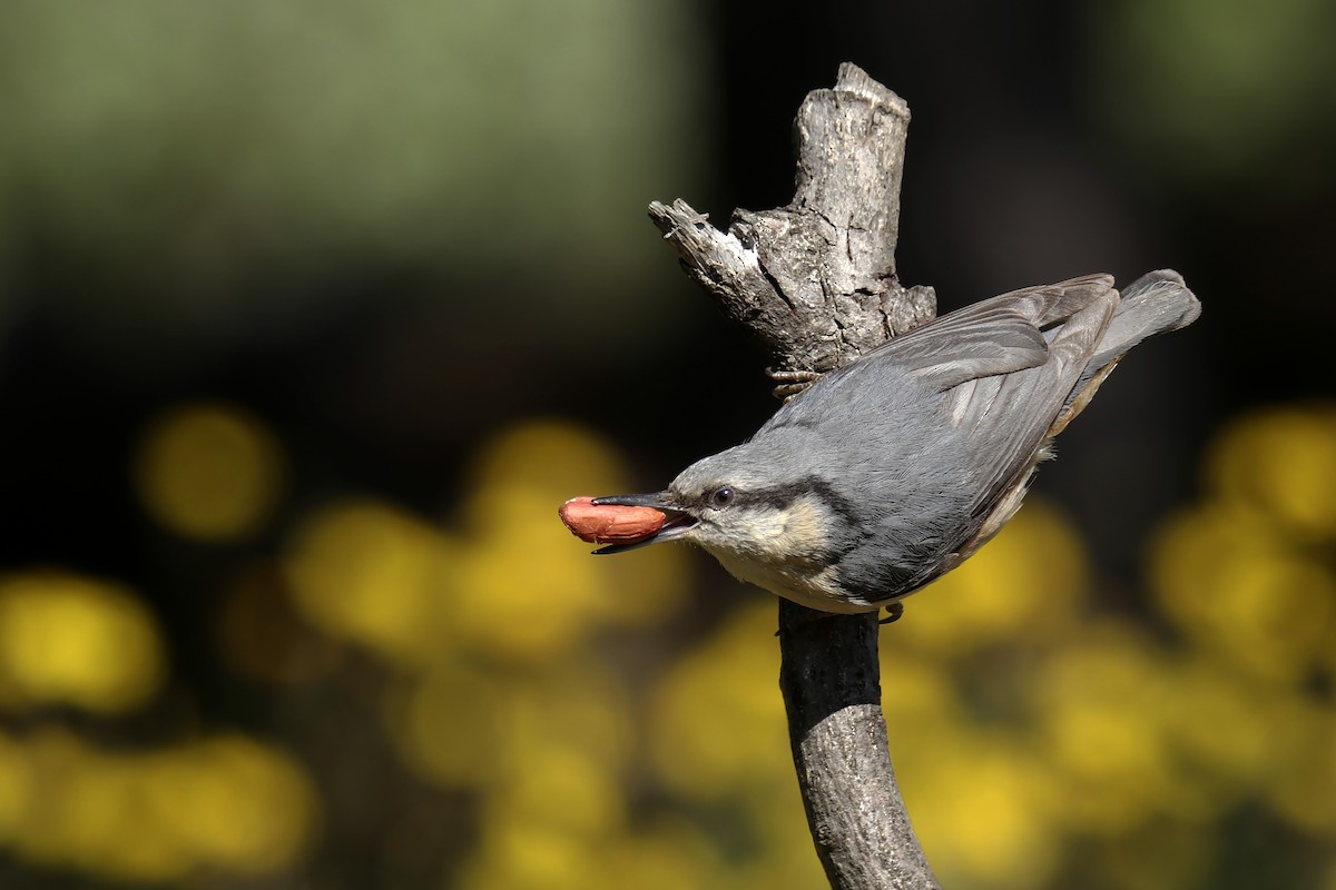 Eurasian Nuthatch - ML438326441