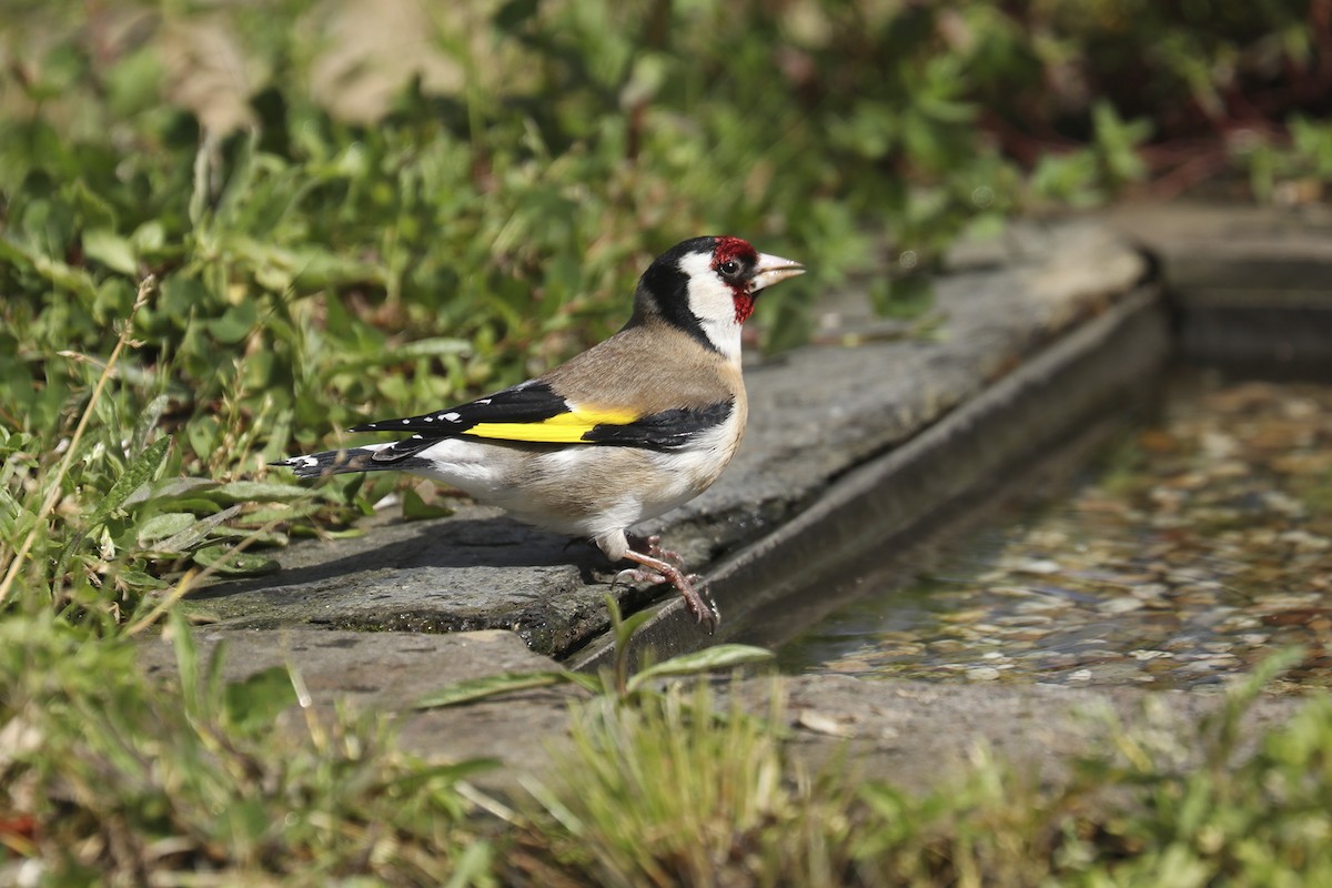 European Goldfinch - ML438327521