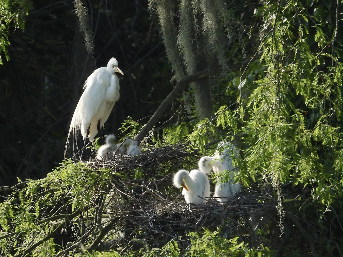 Great Egret - ML438327591