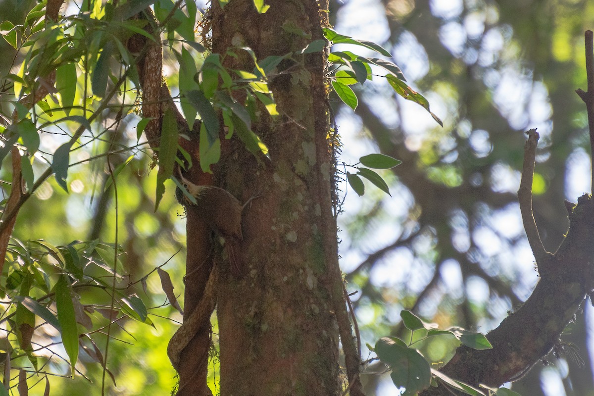 Lesser Woodcreeper - Joel Martinez