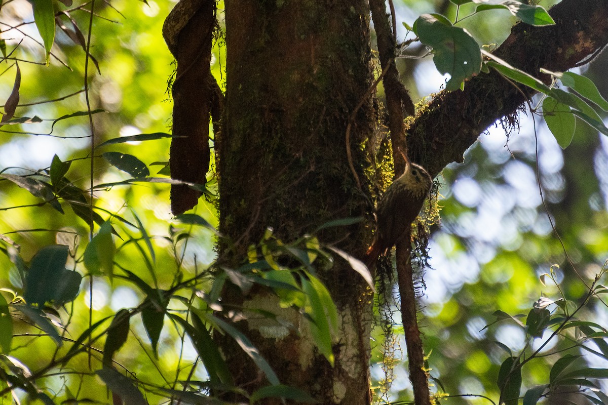 Lesser Woodcreeper - Joel Martinez