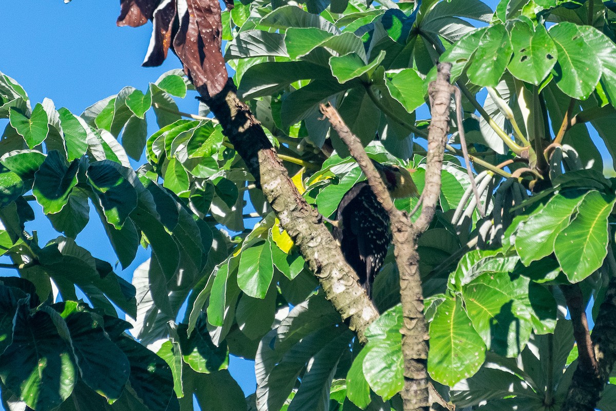 datel žlutohlavý - ML438328871