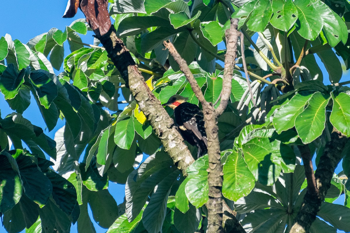 Blond-crested Woodpecker - ML438328901