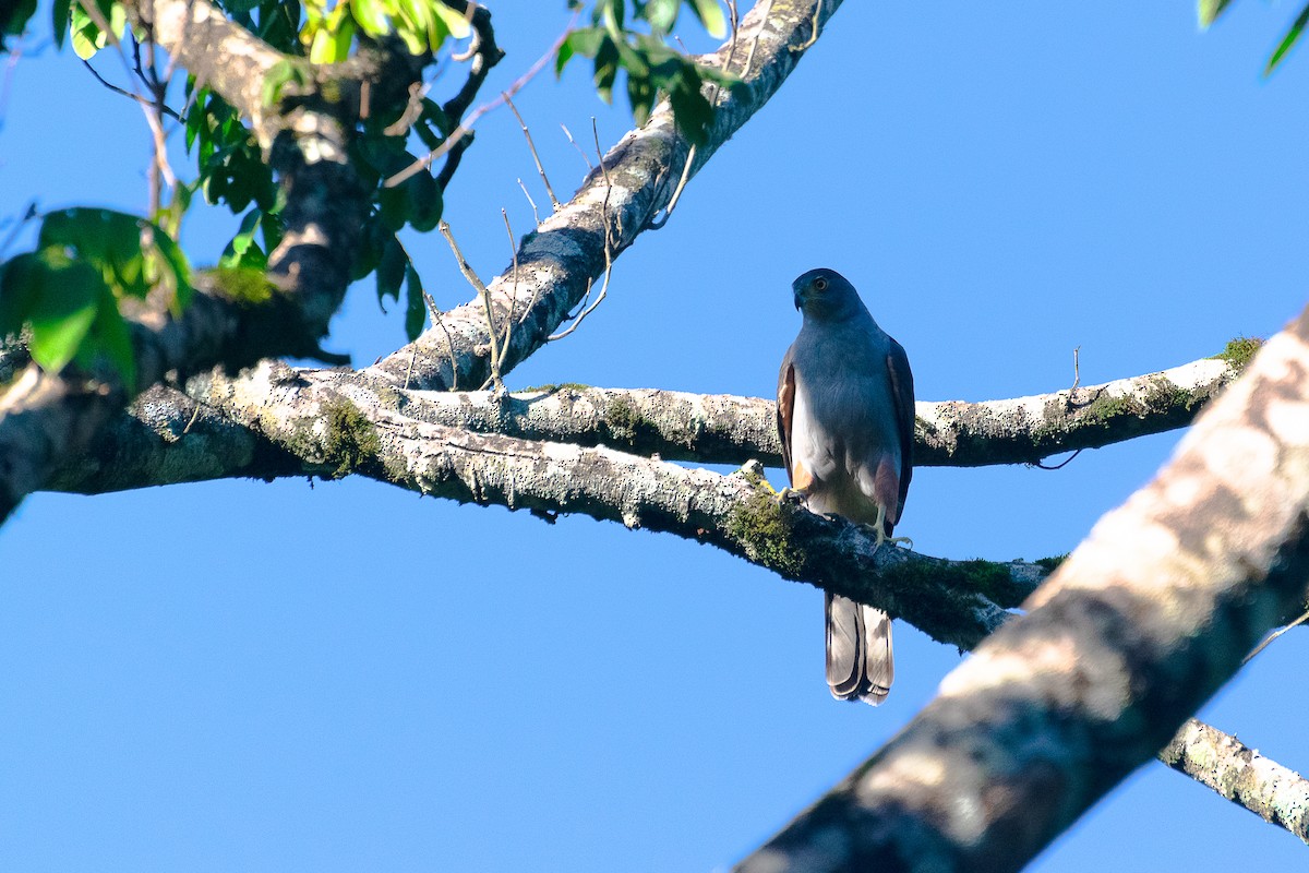 Bicolored Hawk - ML438328921