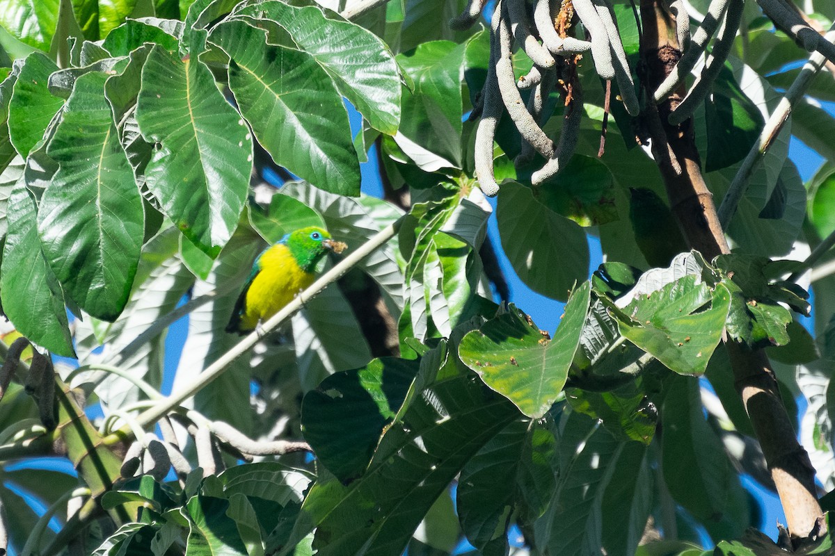 Blue-naped Chlorophonia - ML438328941