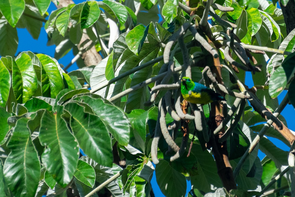 Blue-naped Chlorophonia - ML438328951