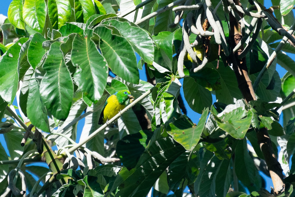 Blue-naped Chlorophonia - ML438328981