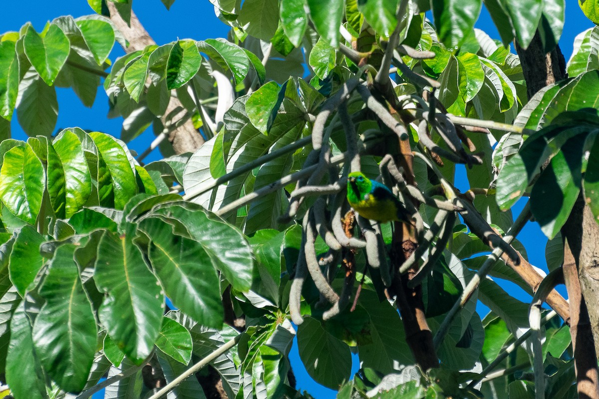 Blue-naped Chlorophonia - ML438329011