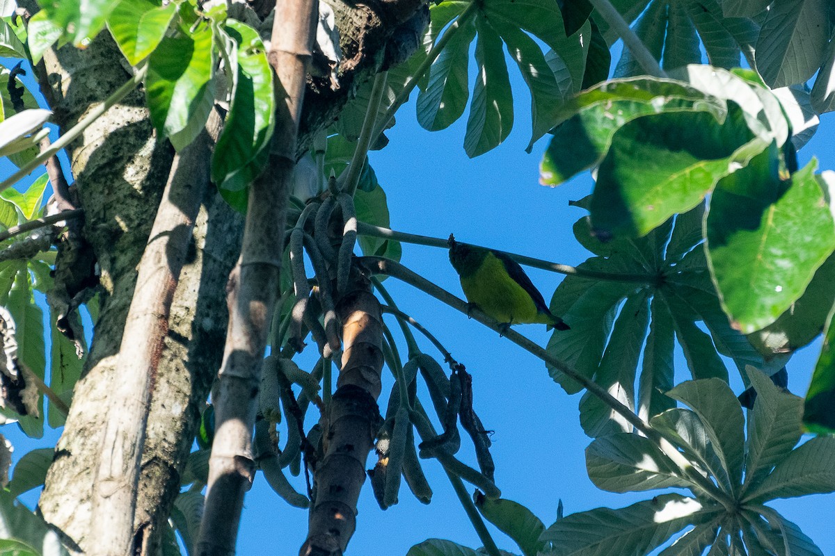 Blue-naped Chlorophonia - ML438329021