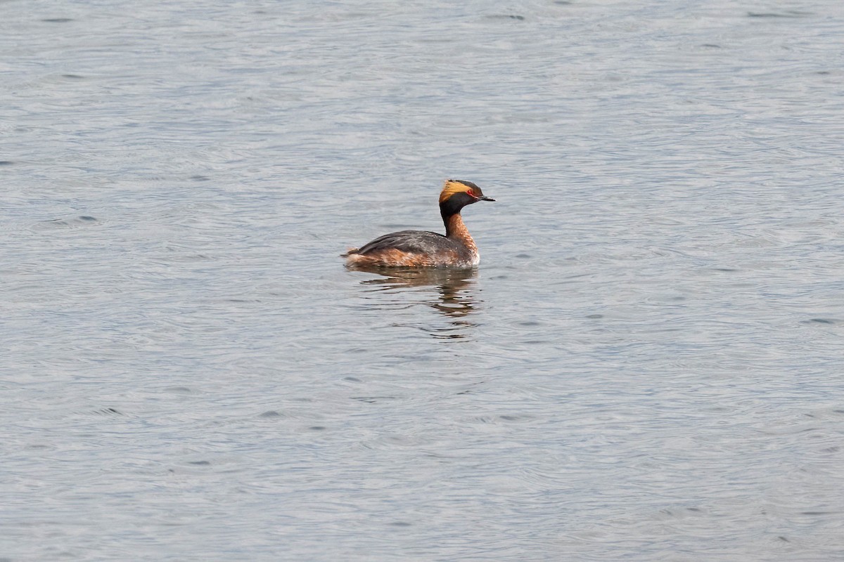 Ohrentaucher - ML438330331