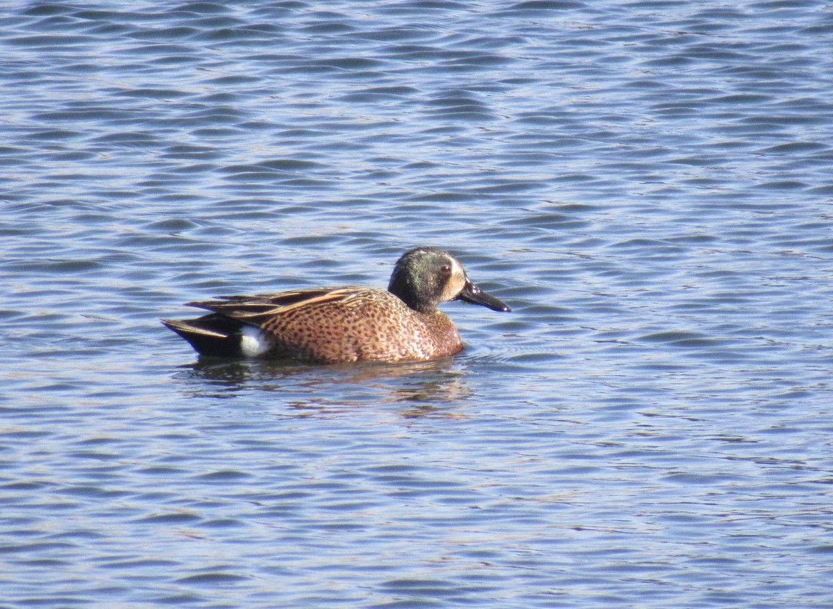 Blue-winged Teal - ML438331641
