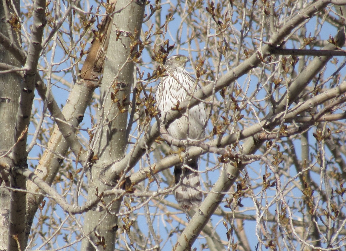 Cooper's Hawk - ML438331681