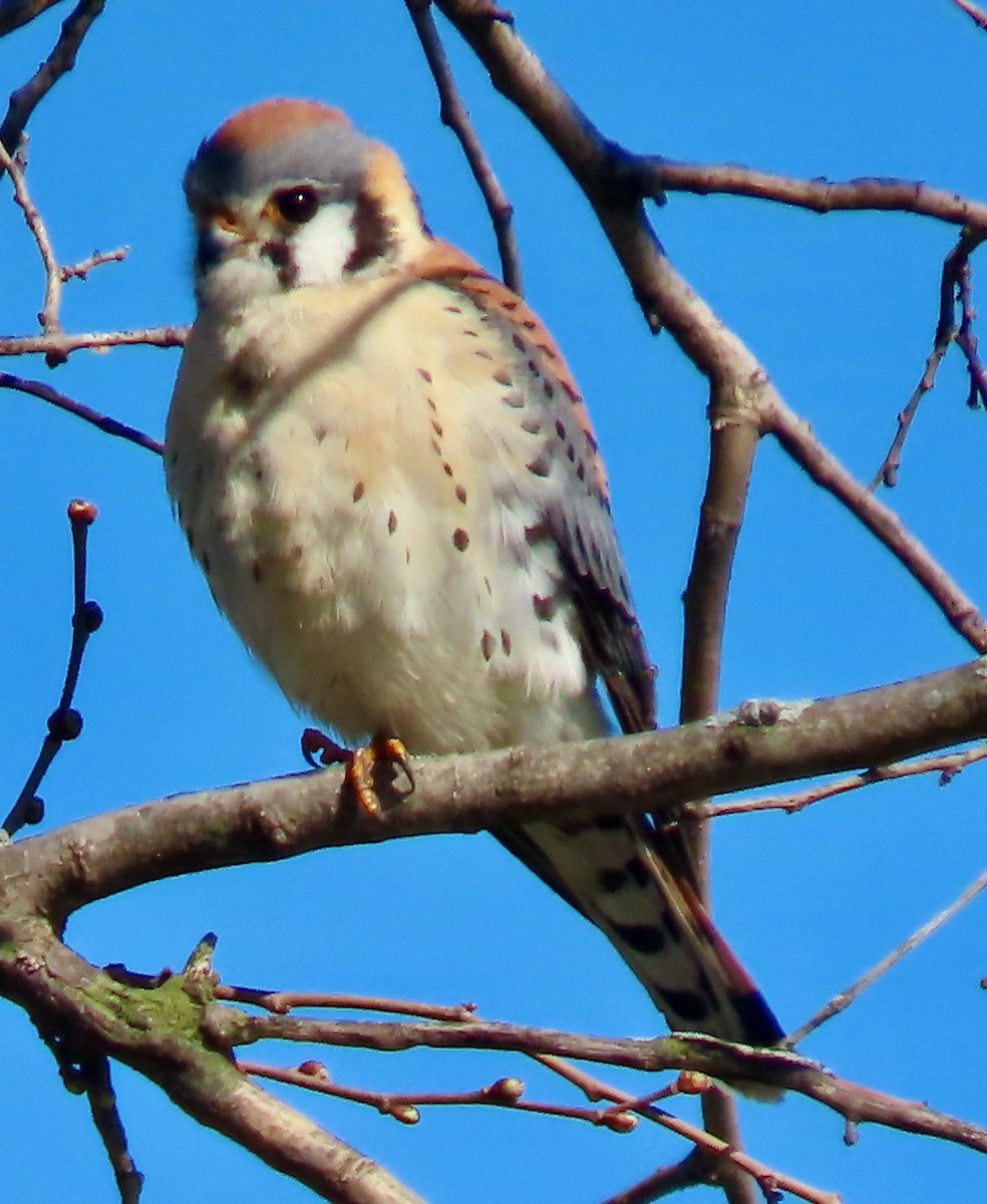 American Kestrel - ML438333281