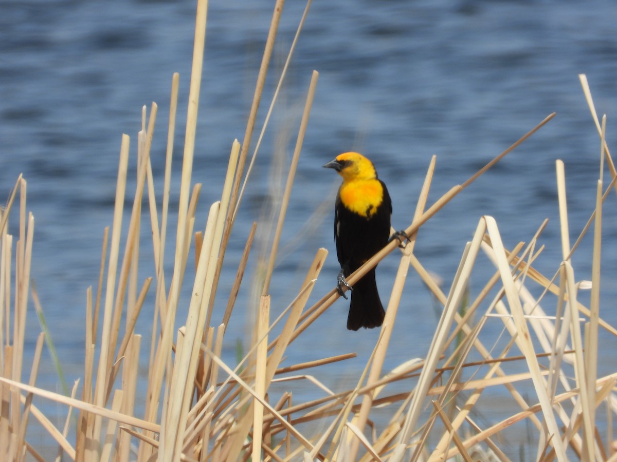 Yellow-headed Blackbird - ML438333331