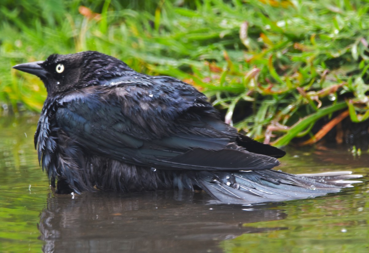 Brewer's Blackbird - ML438334231