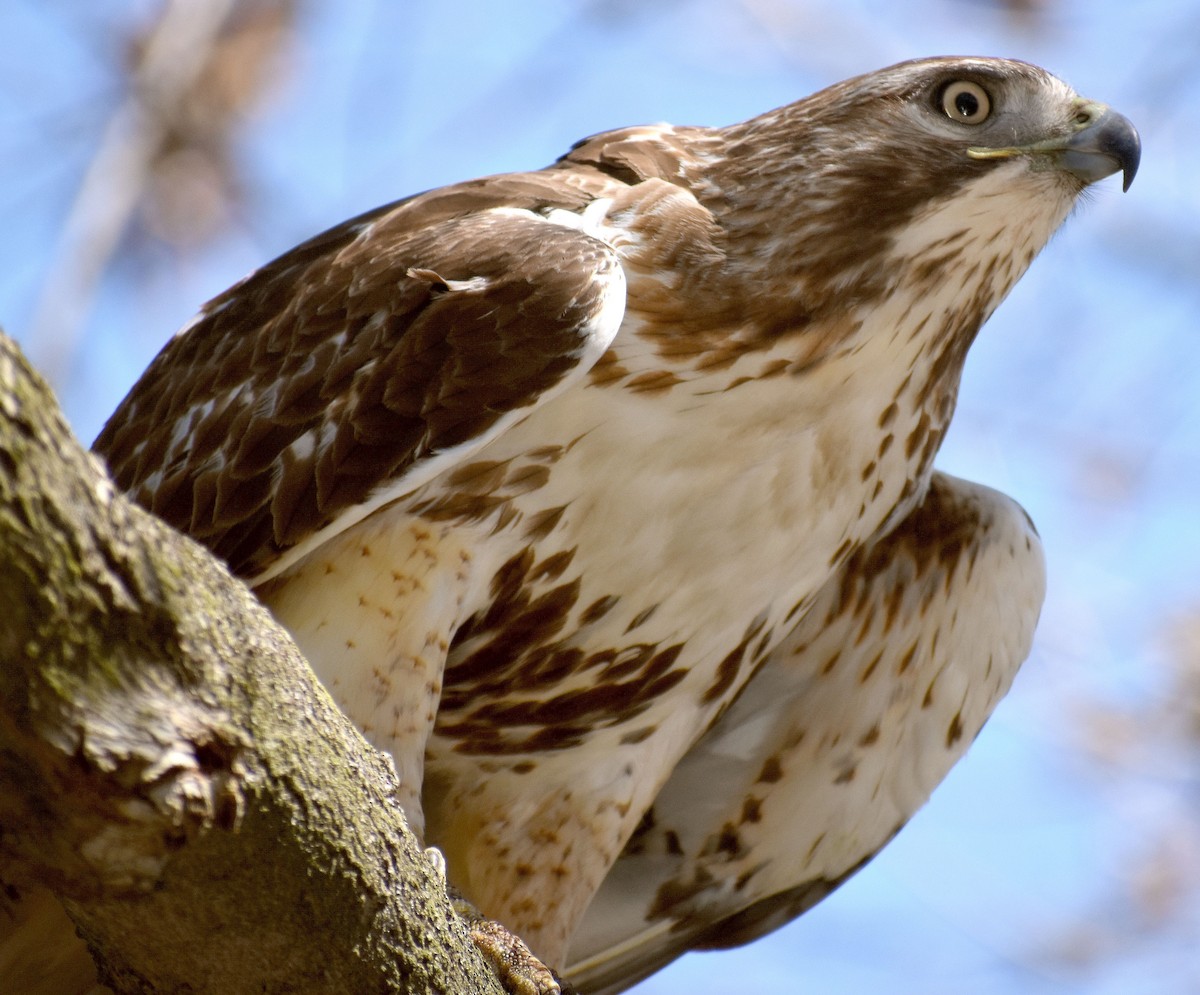 Red-tailed Hawk - ML438334241