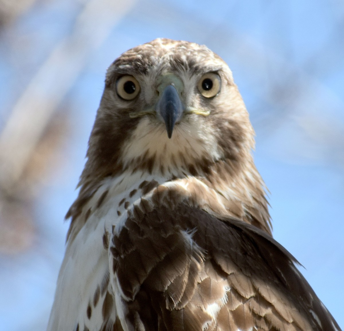 Red-tailed Hawk - ML438334611