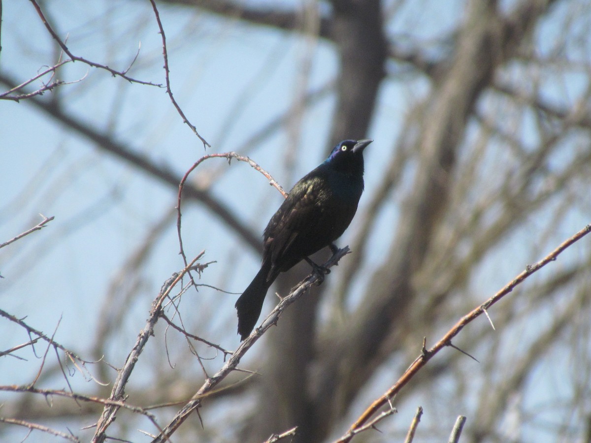 Common Grackle - ML438334651