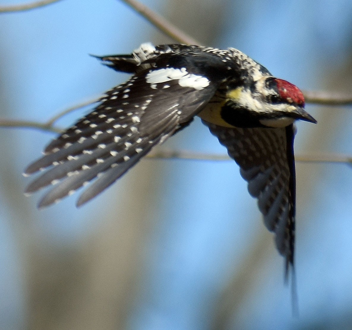 Yellow-bellied Sapsucker - ML438334671