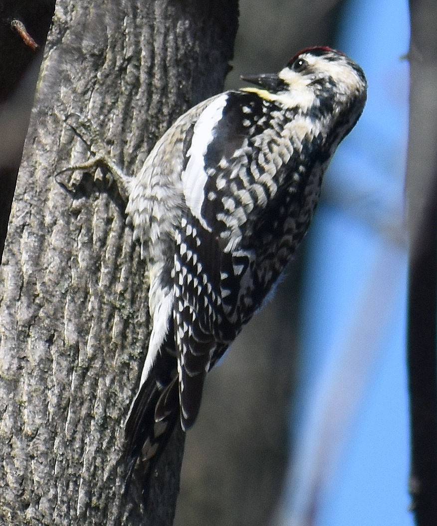 Yellow-bellied Sapsucker - ML438334761