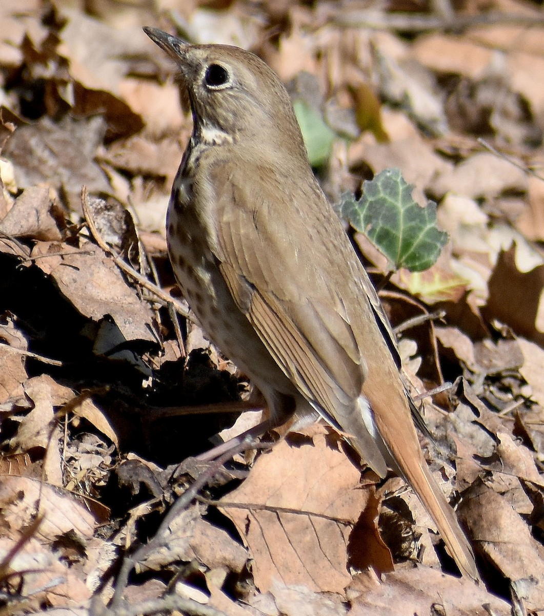 Hermit Thrush - ML438334801