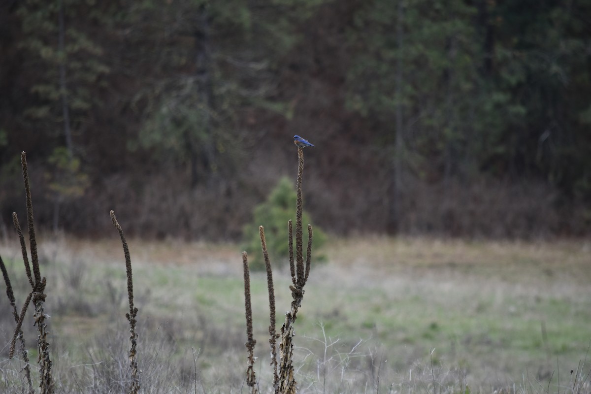 Western Bluebird - ML438335031