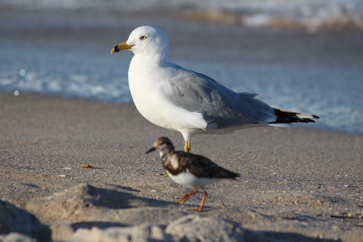 Ring-billed Gull - ML43833521