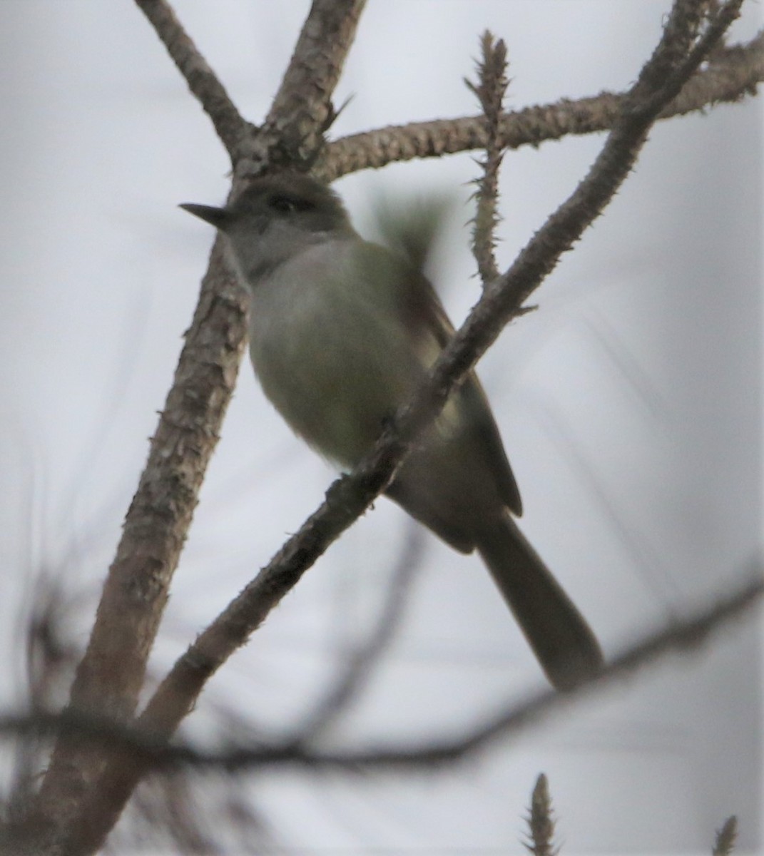 Stolid Flycatcher - ML438337971