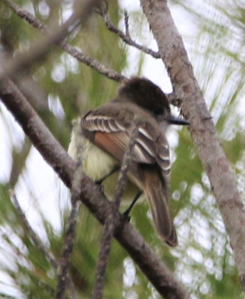 Stolid Flycatcher - ML438338111