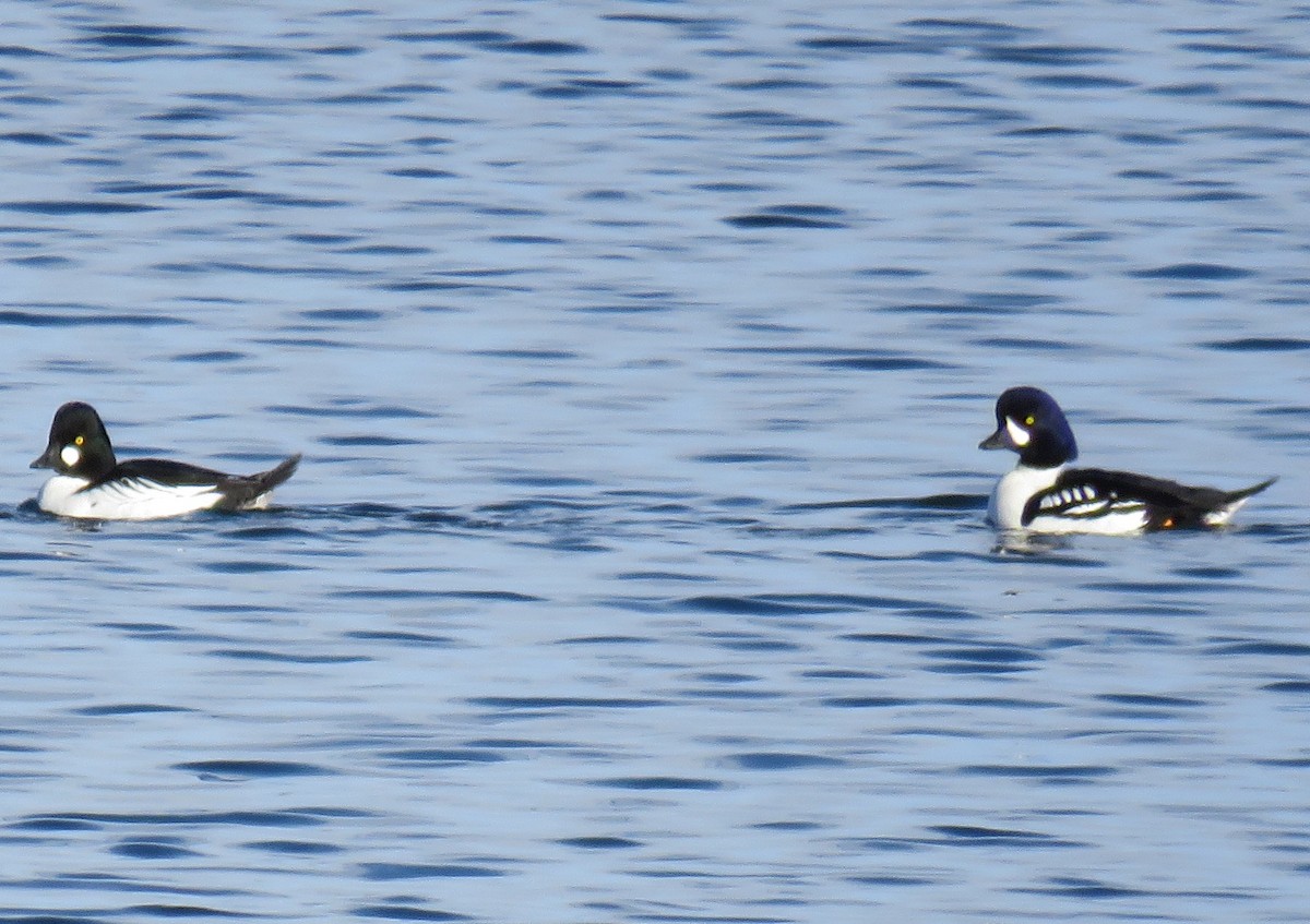 Barrow's Goldeneye - ML43833871