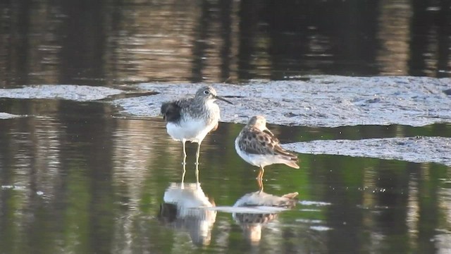 Solitary Sandpiper - ML438339021