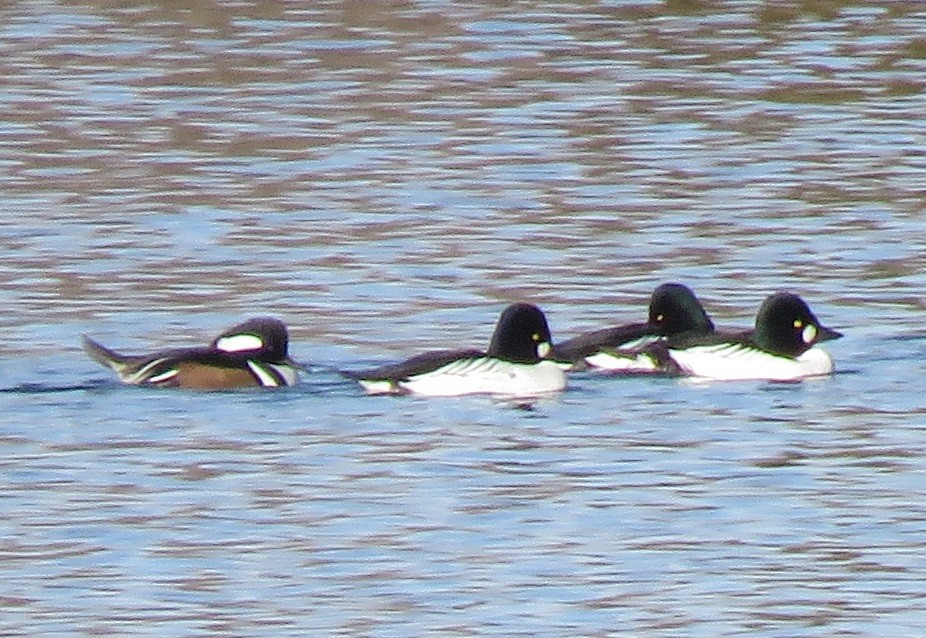 Hooded Merganser - ML43833941