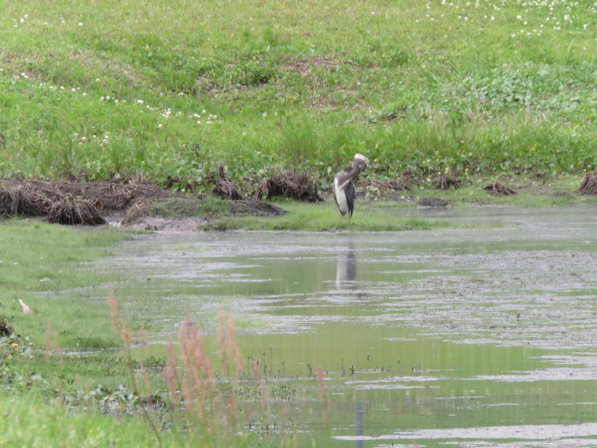 Tricolored Heron - ML438340491