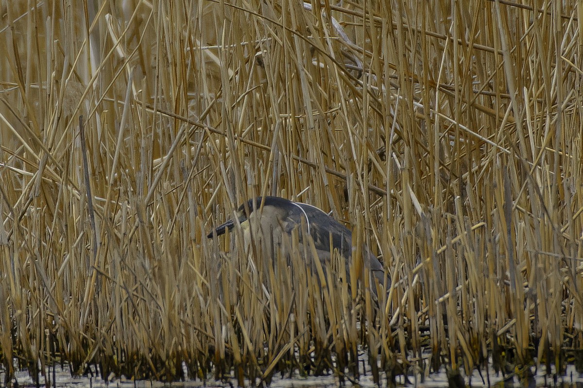 kvakoš noční - ML438340641