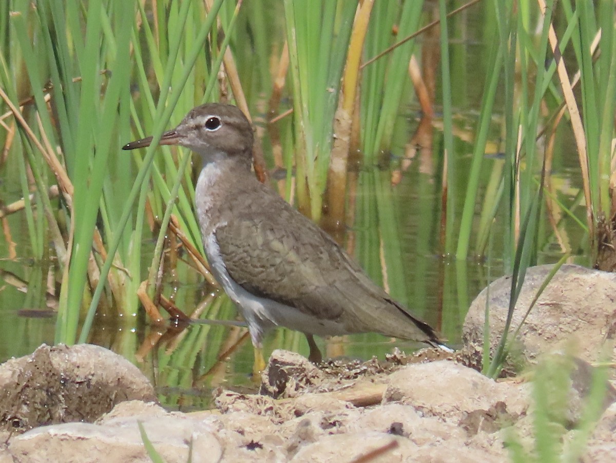 Spotted Sandpiper - ML438341581