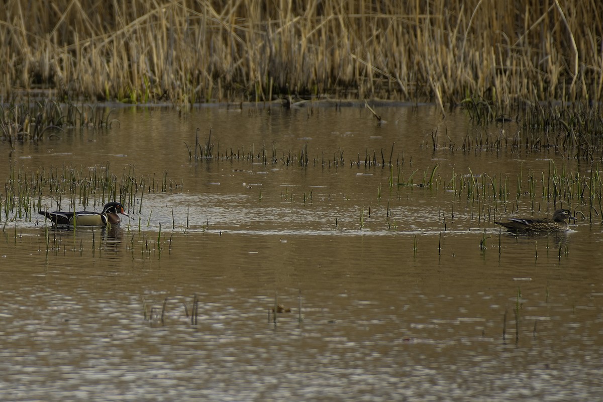 kachnička karolínská - ML438342351