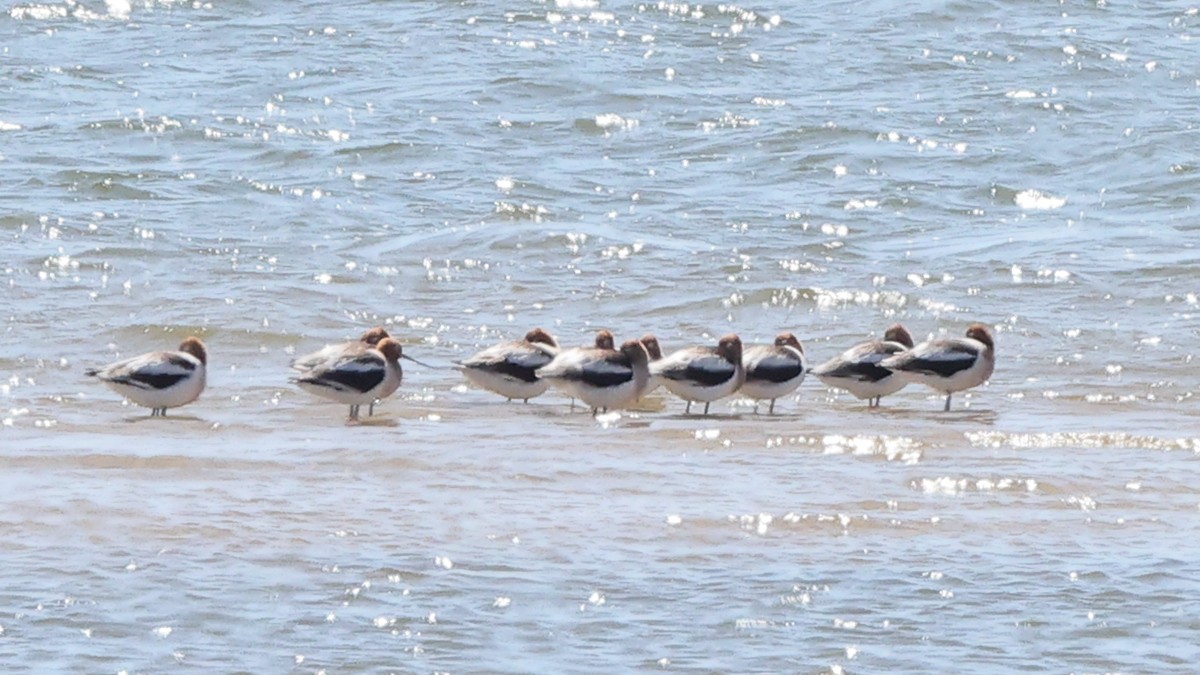 Avocette d'Amérique - ML438343161