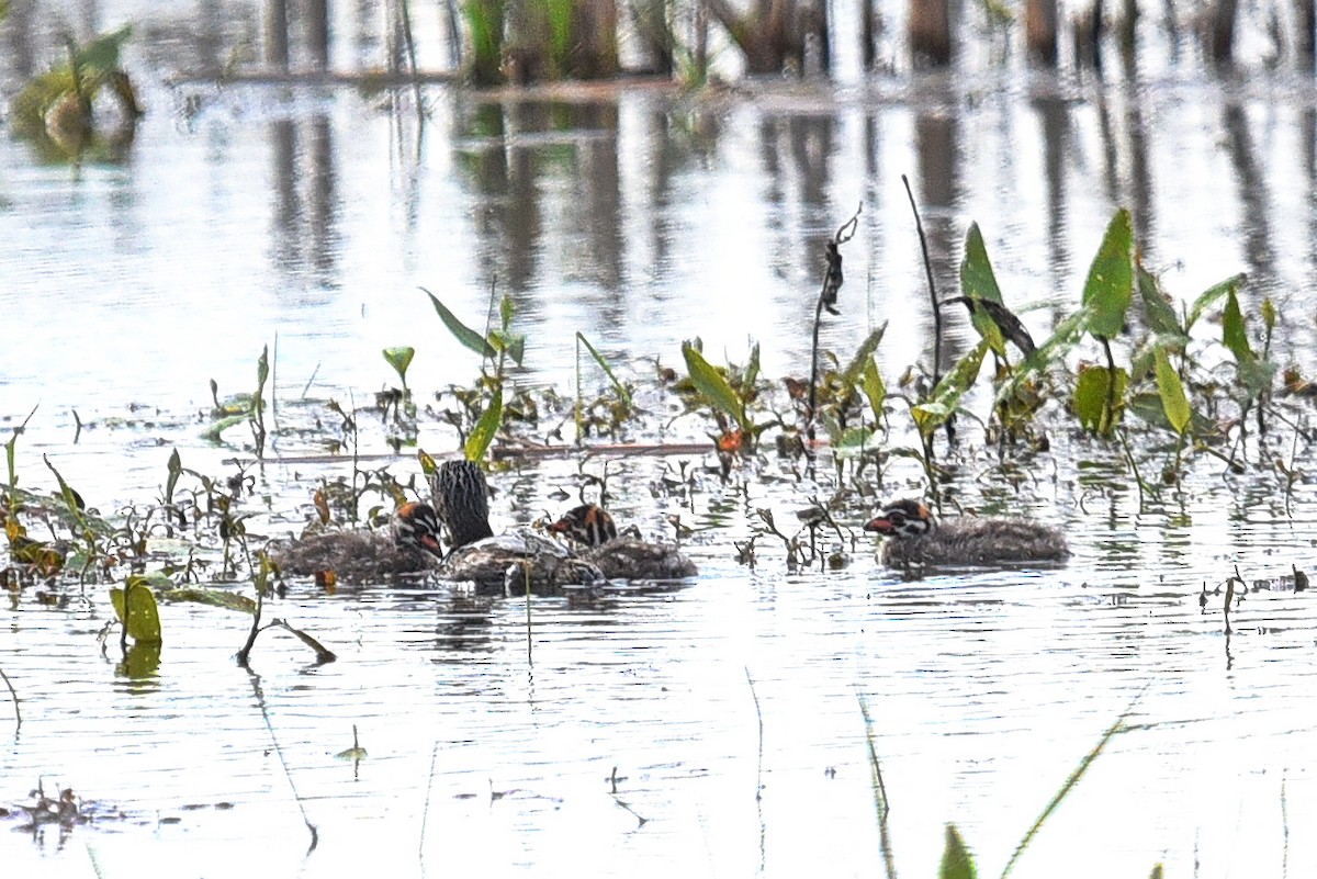 Pied-billed Grebe - ML438344251