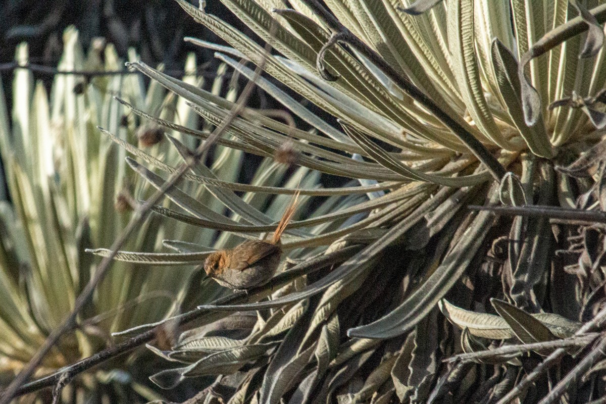 Ochre-browed Thistletail - ML438344361