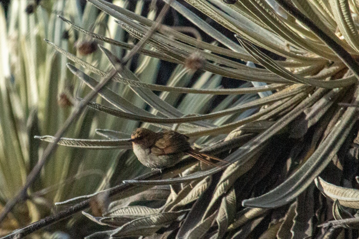 Ochre-browed Thistletail - ML438344381